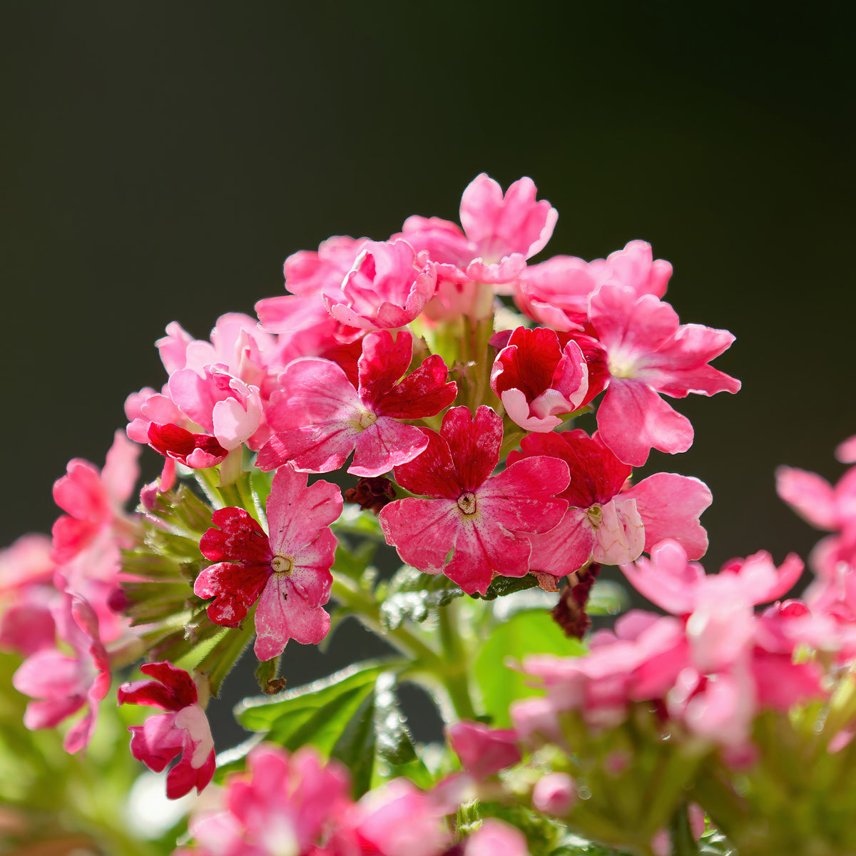 Rosa Hänge-Eisenkraut - Verbena pendula pink - Willemse