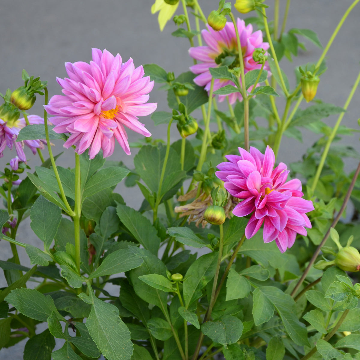 Rosa Dahlie - Willemse