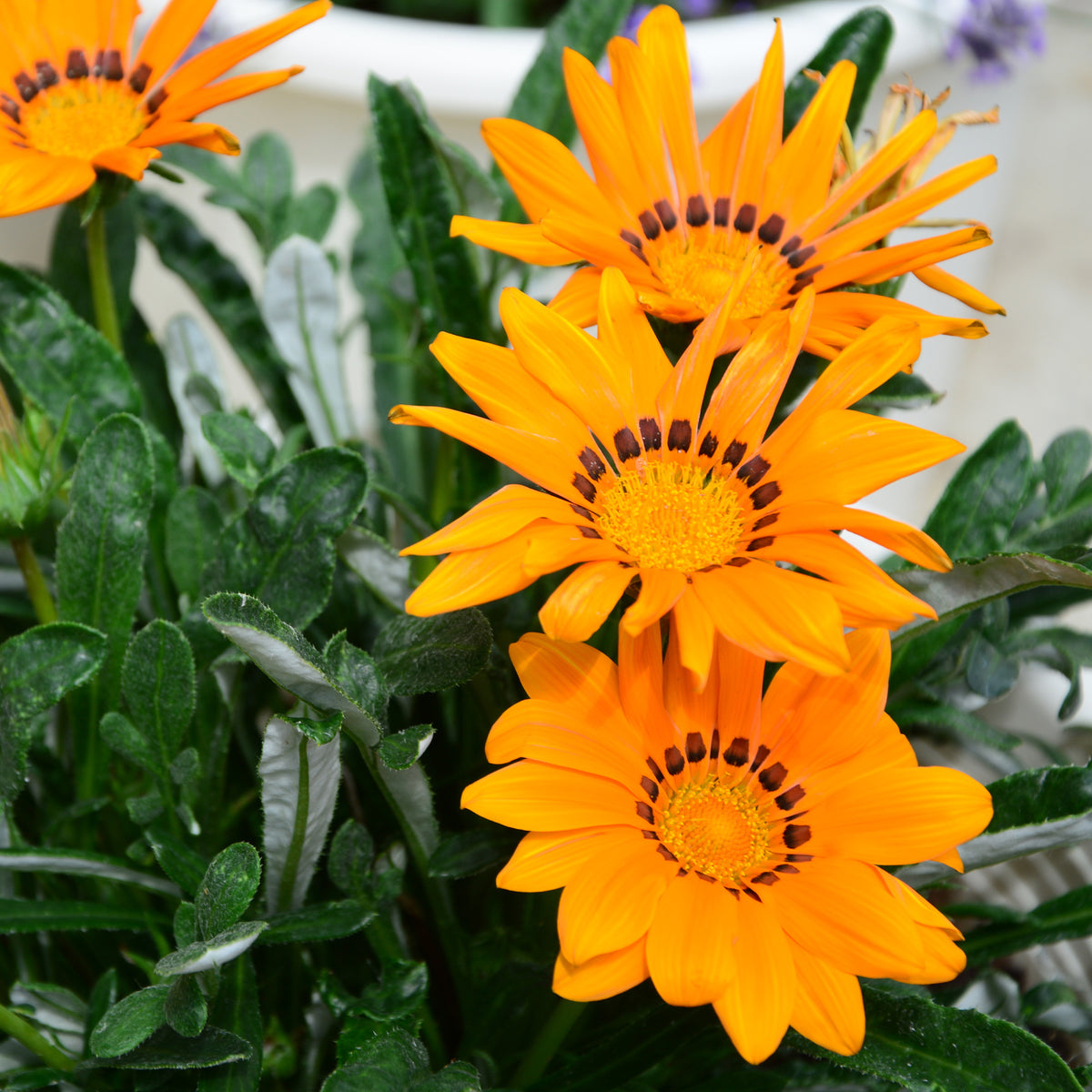 orange Mittagsgold - Gazania orange - Willemse