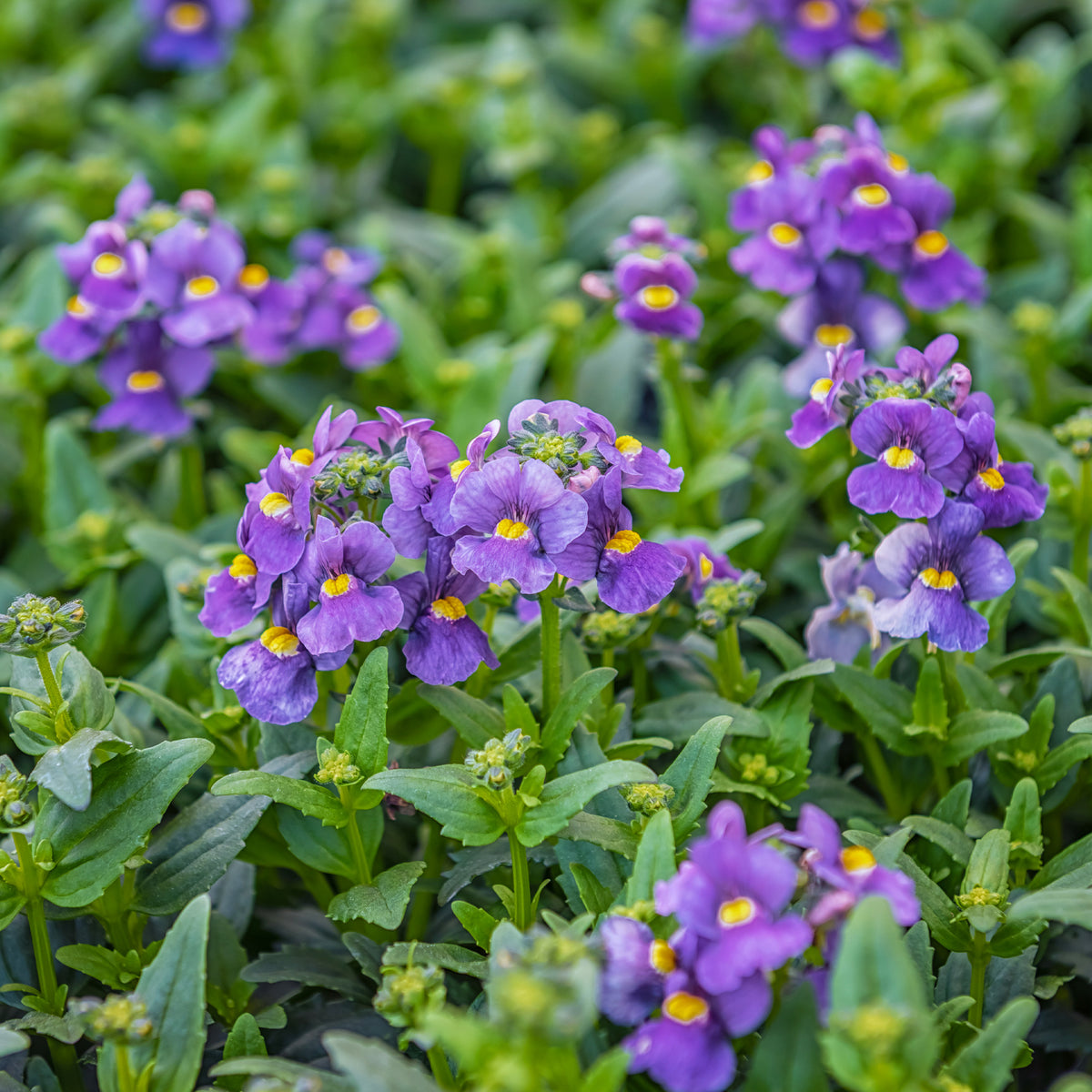 Blaue Elfenspiegel - Nemesia blue - Willemse