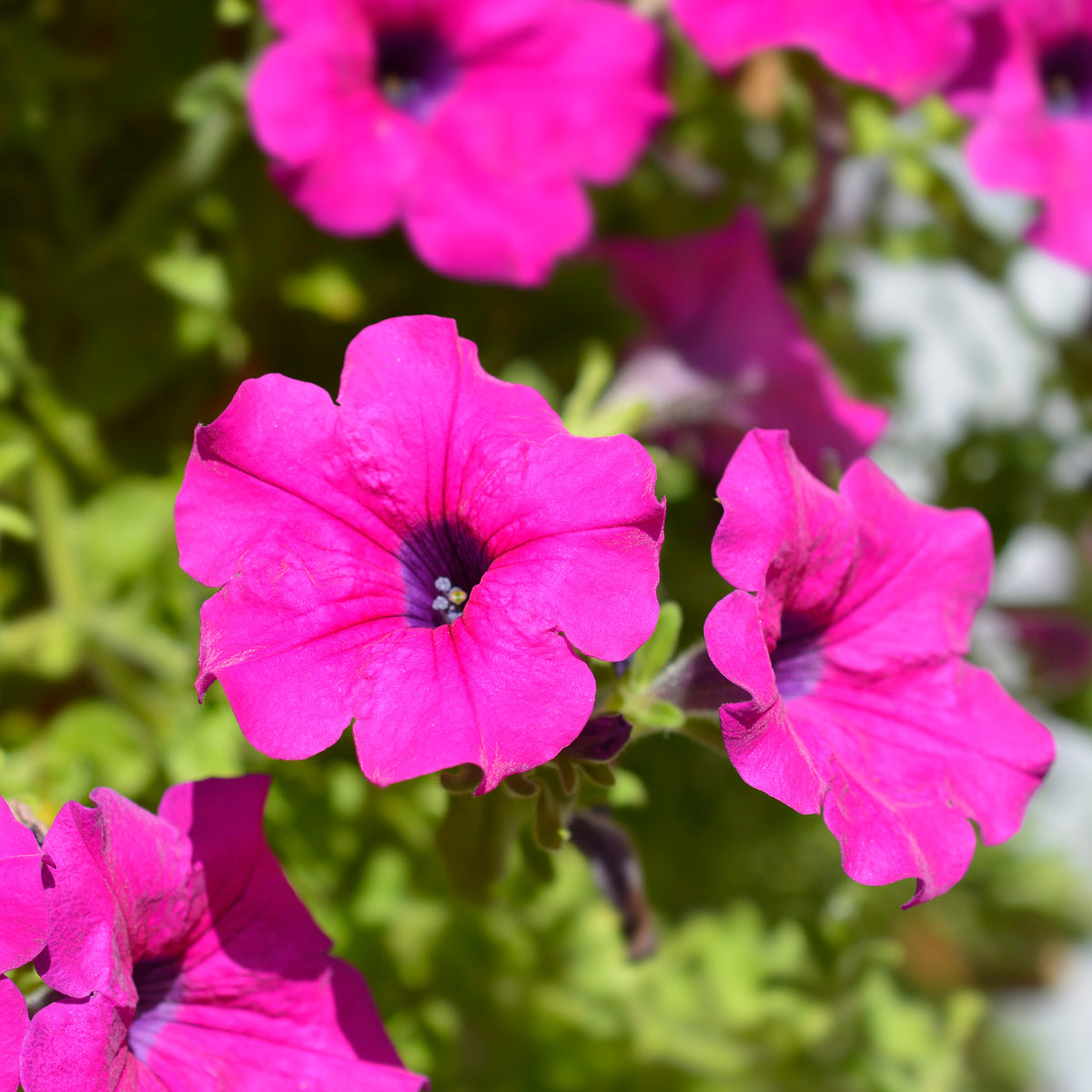 Rosa Hängepetunie - Surfinia pink - Willemse