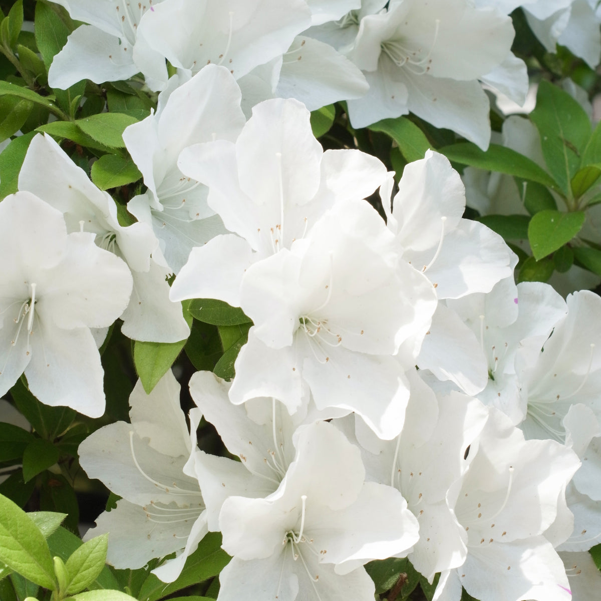 Azalea Encore White Julia - Willemse