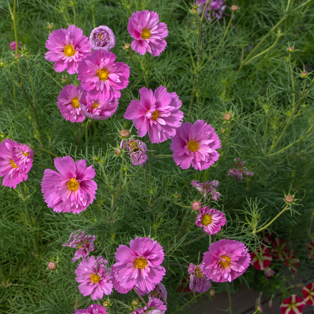 Schmuckkörbchen 'Double Dutch Rose' - Cosmos bipinnatus 'Double Dutch Rose' - Willemse