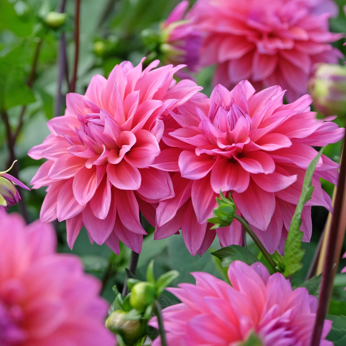 Dahlie Feline Yvonne - Willemse