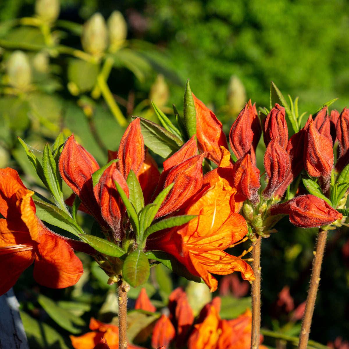 Rhododendron (Azalea) mollis Glowing Embers - Sommergrüne Azalee 'Glowing Embers' - Azaleen