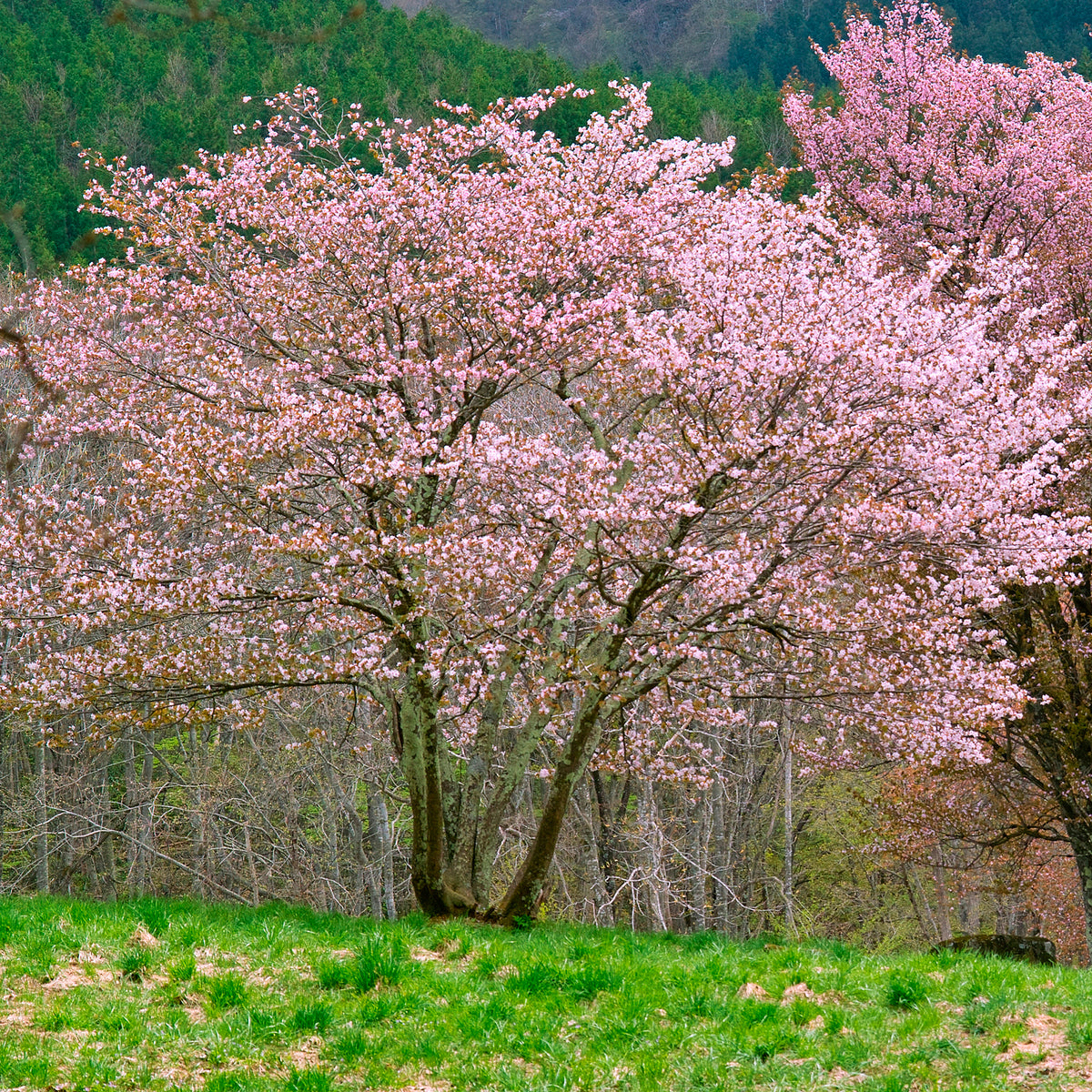 Sargent-Kirsche - Willemse