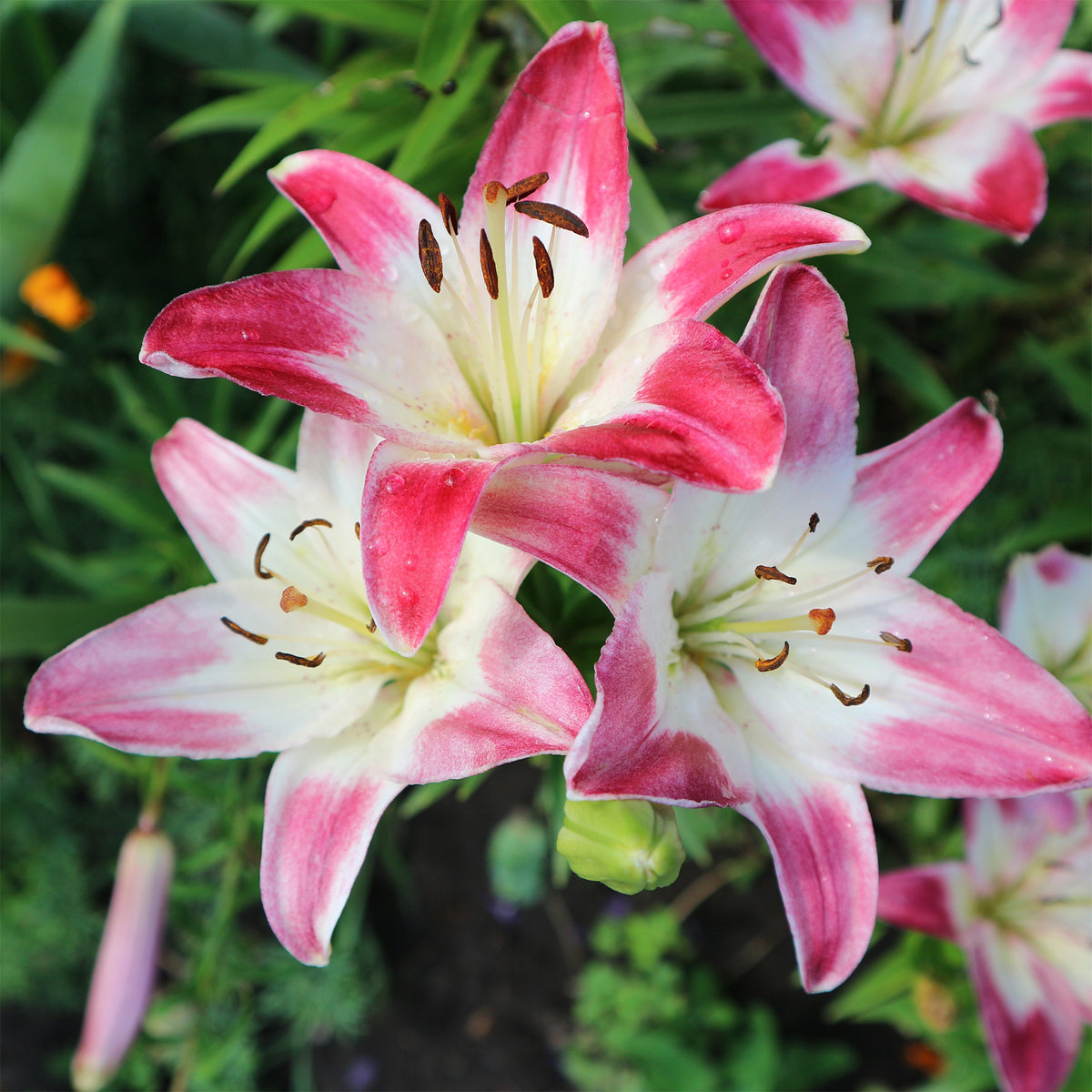Asiatische Lilien ‘Lollypop’ (x3) - Lilium lollypop - Willemse