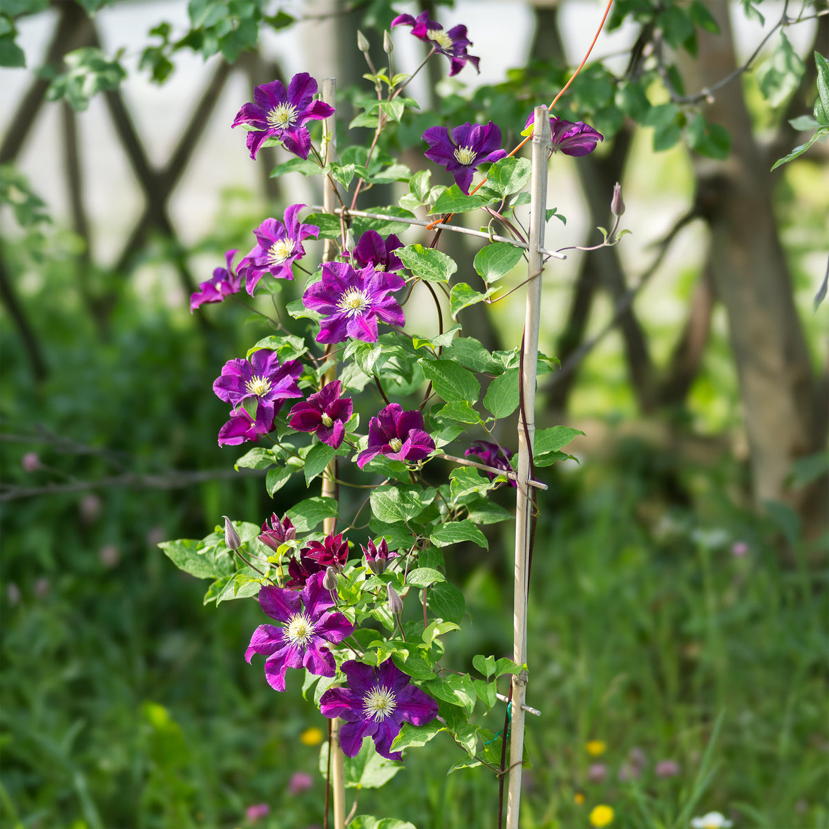 Waldrebe 'Warszawska Nike' - Willemse