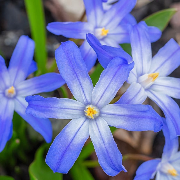 Blaue Schneeglöckchen (x10) - Chionodoxa forbesii blue giant - Willemse