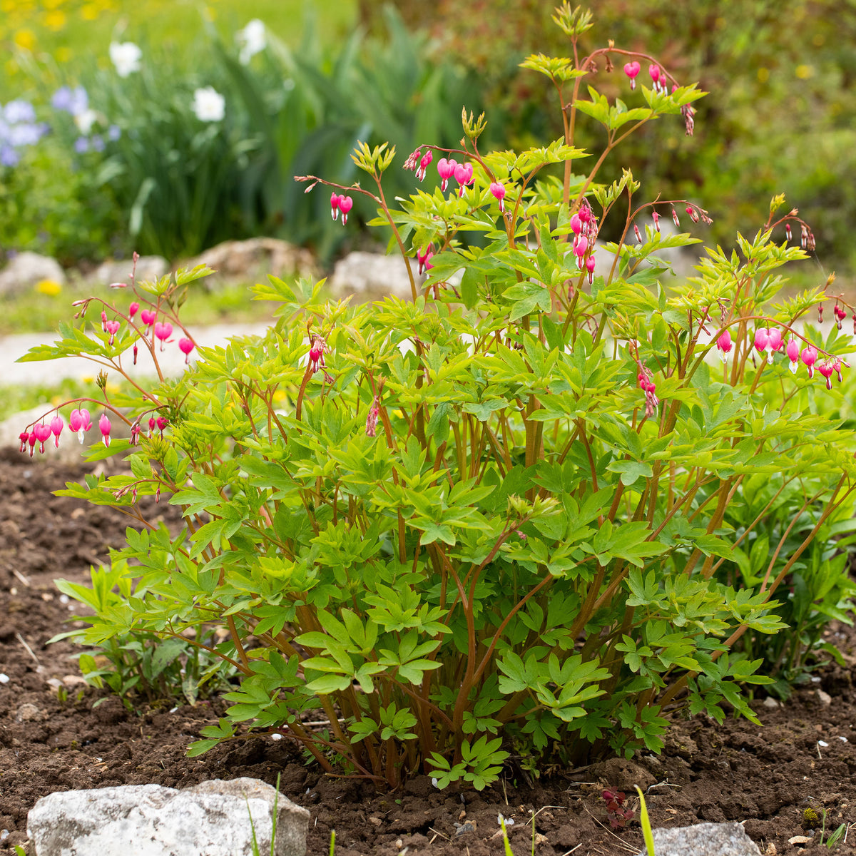 Tränendes Herz - Dicentra spectabilis - Willemse