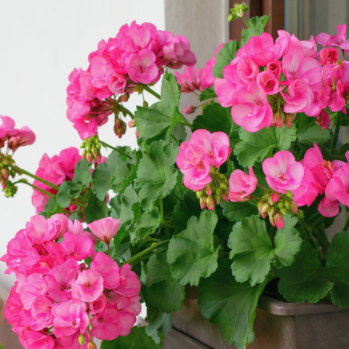 Geranien - Pelargonien - Stehende Geranie rosa - Pelargonium zonale