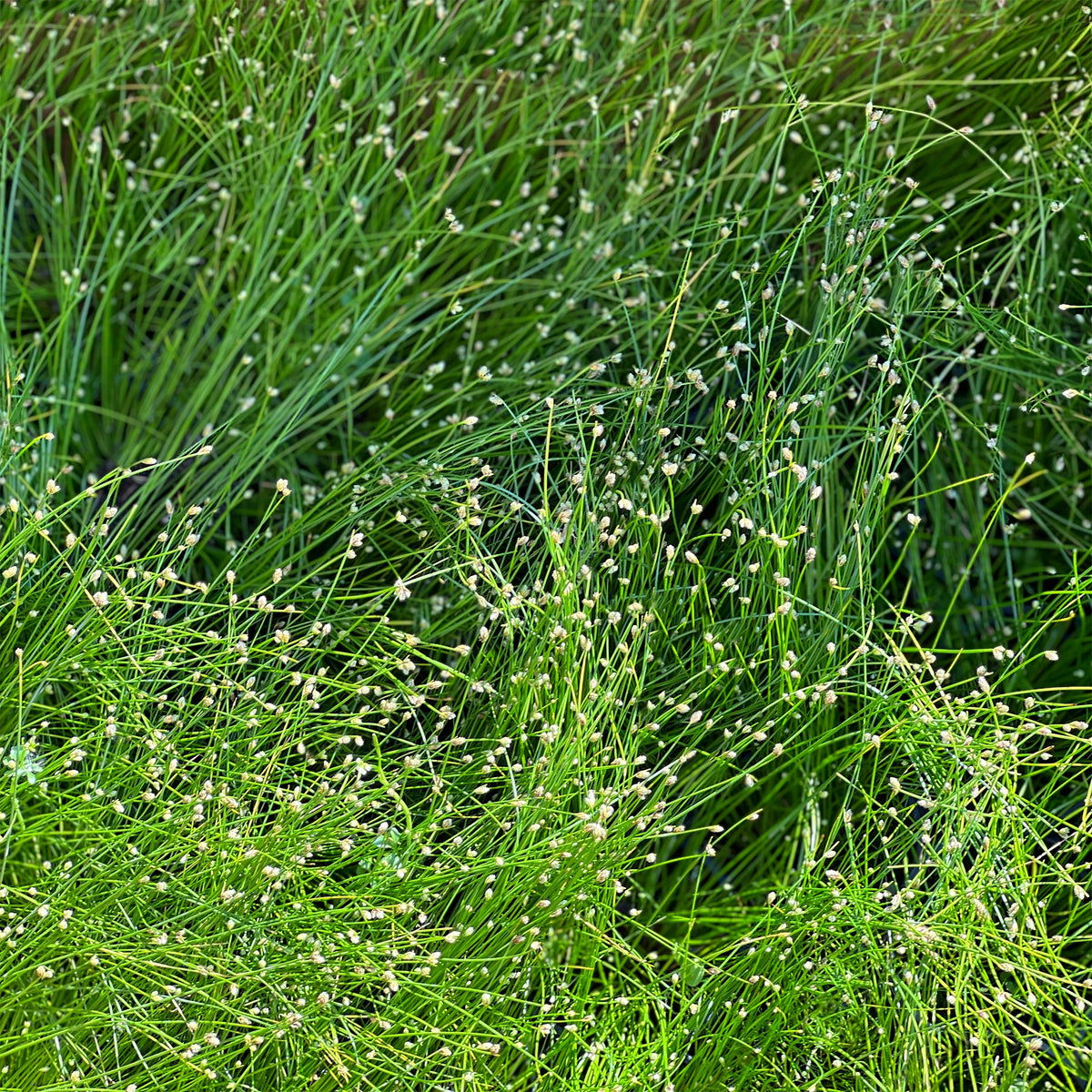 Gebogene Scirpe Faseroptisches Gras - Isolepis cernua - Willemse
