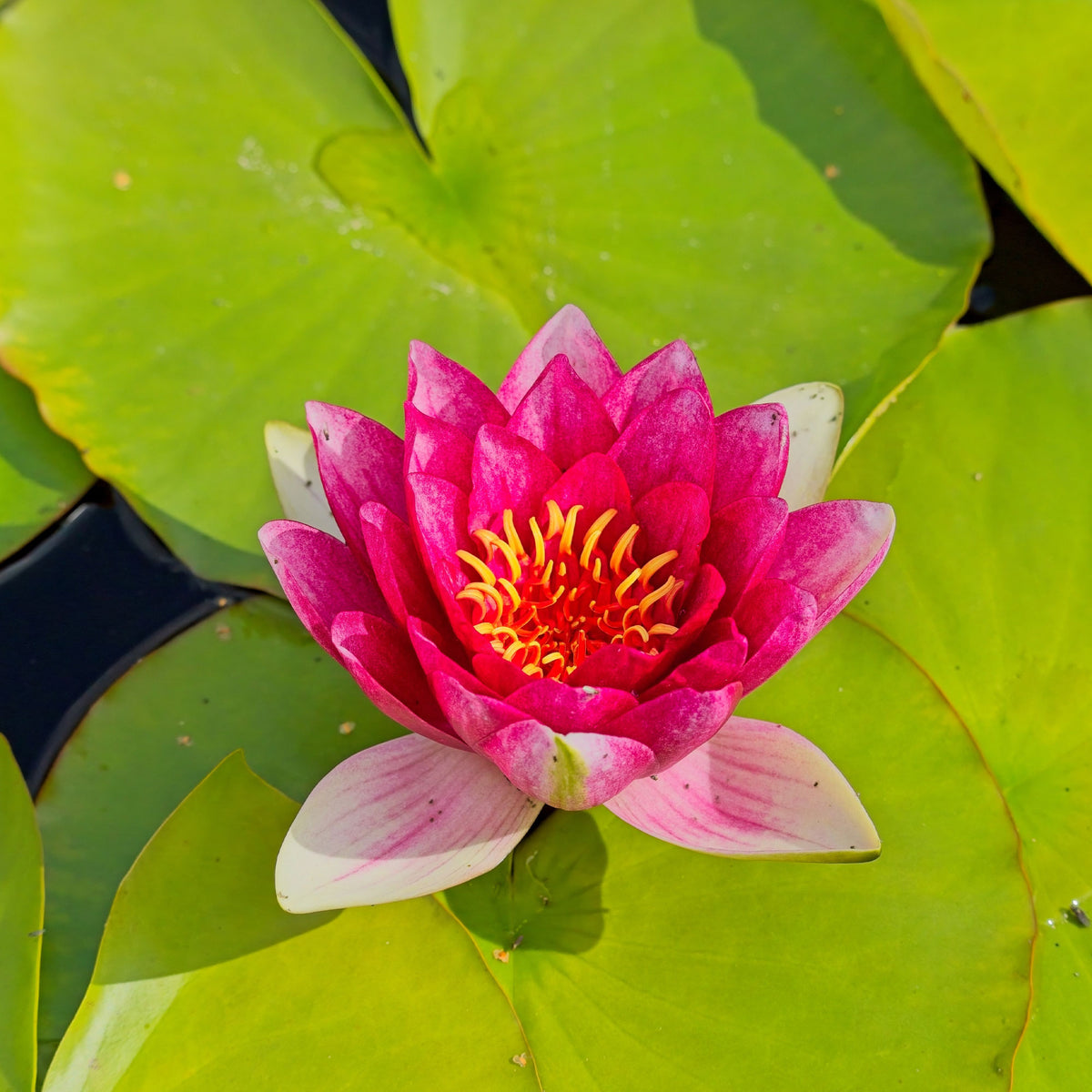 Seerose Attraktion - Willemse