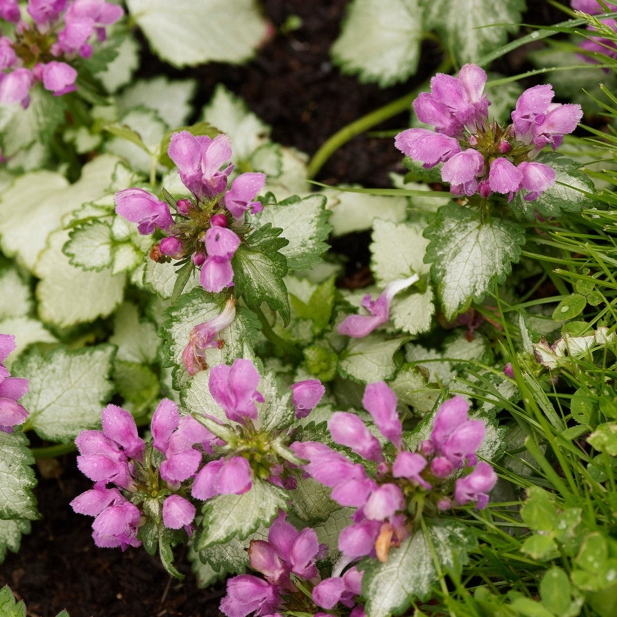 Gefleckte Taubnessel Beacon Silver - Willemse