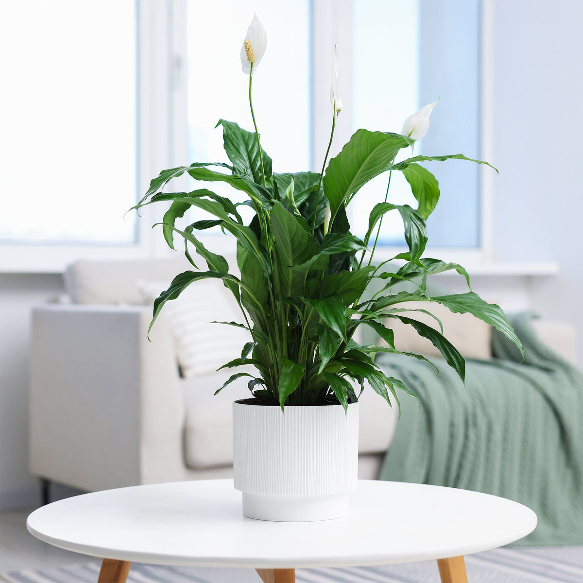 Einblatt Spathiphyllum 'Pearl Cupido' Weiß - Willemse