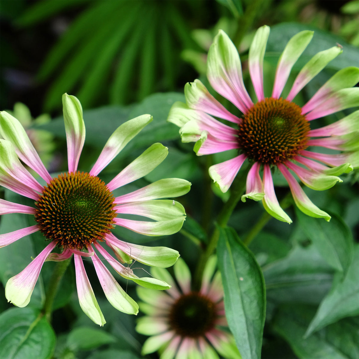 Sonnenhut 'Green Twister - Echinacea purpurea Green Twister - Willemse