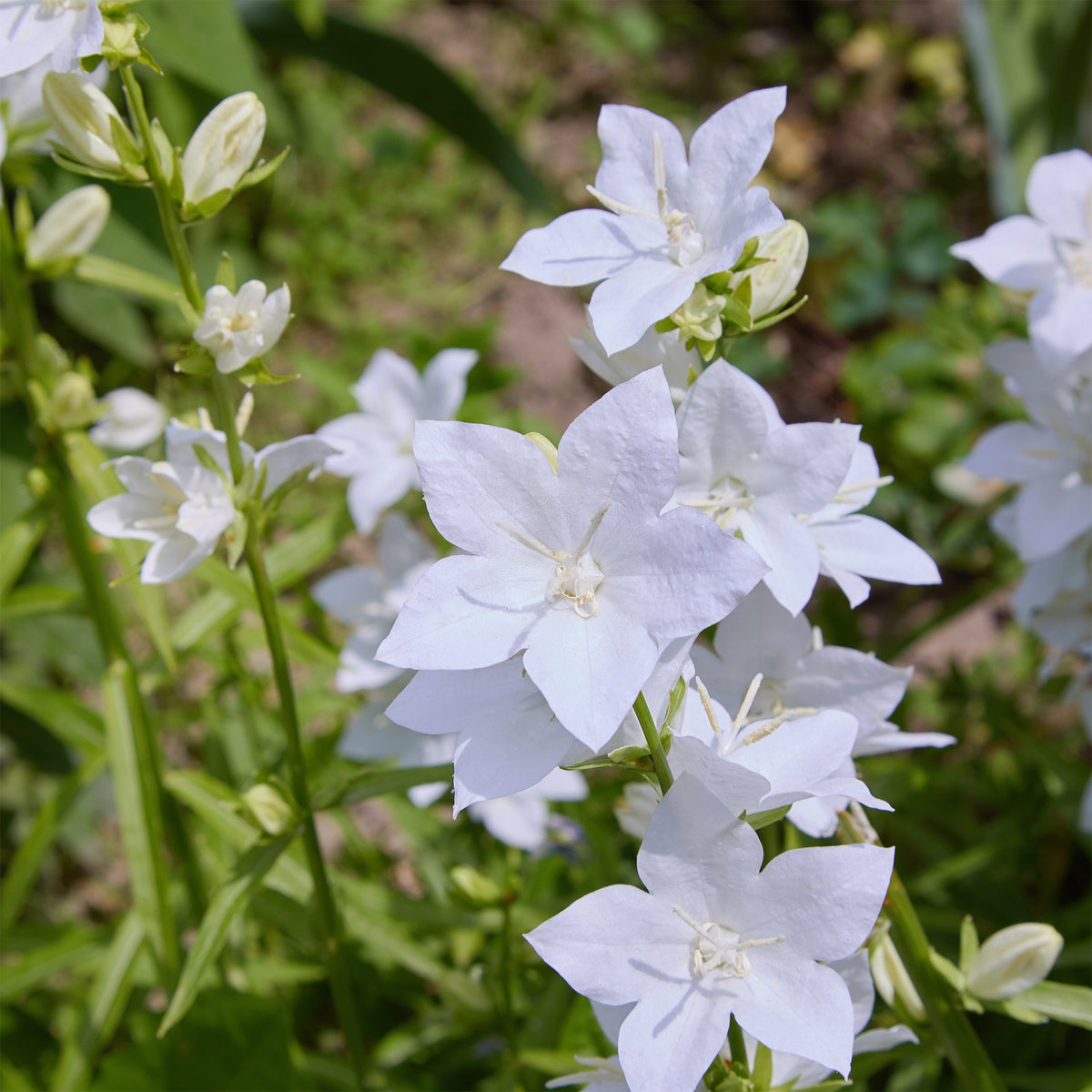 Karpaten-Glockenblume 'Alba' - Willemse