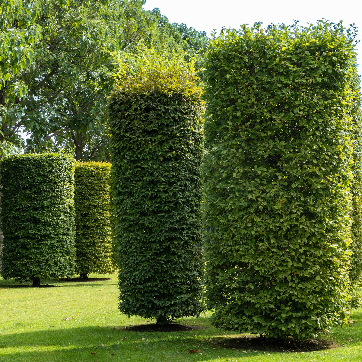 Carpinus betulus - Hainbuche - Hainbuche