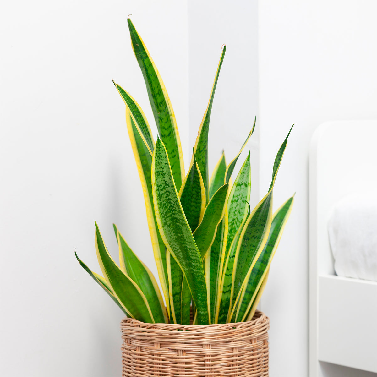 Sansevieria - Bogenhanf Sansevieria - Sansevieria futura Superba