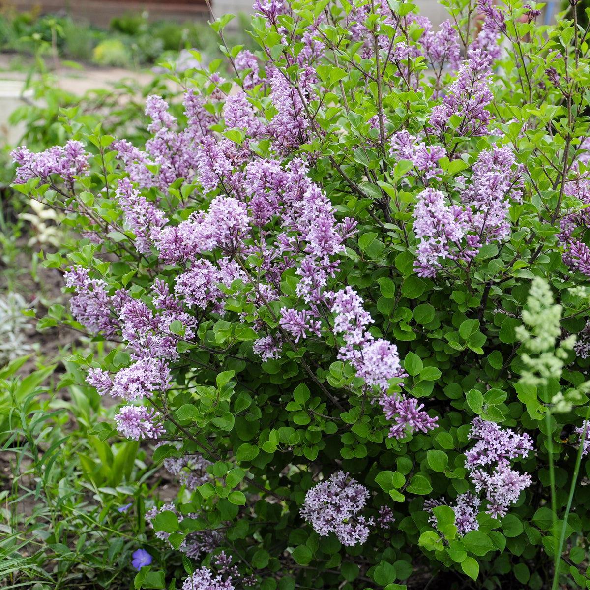 Syringa pubescens microphylla Bloomerang Dark Purple - Herbstflieder 'Dark Purple' - Flieder