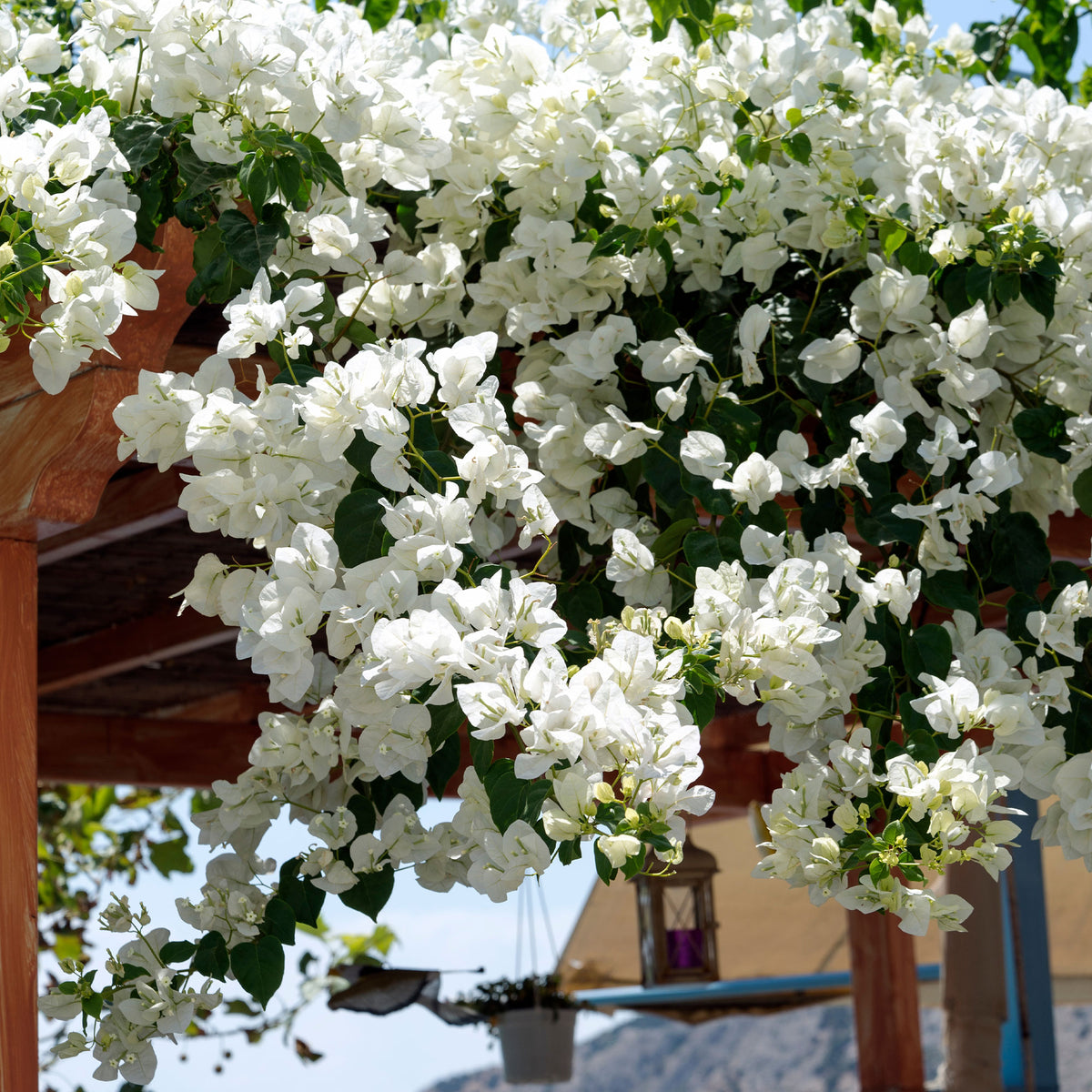 Bougainvillea weiß - Willemse