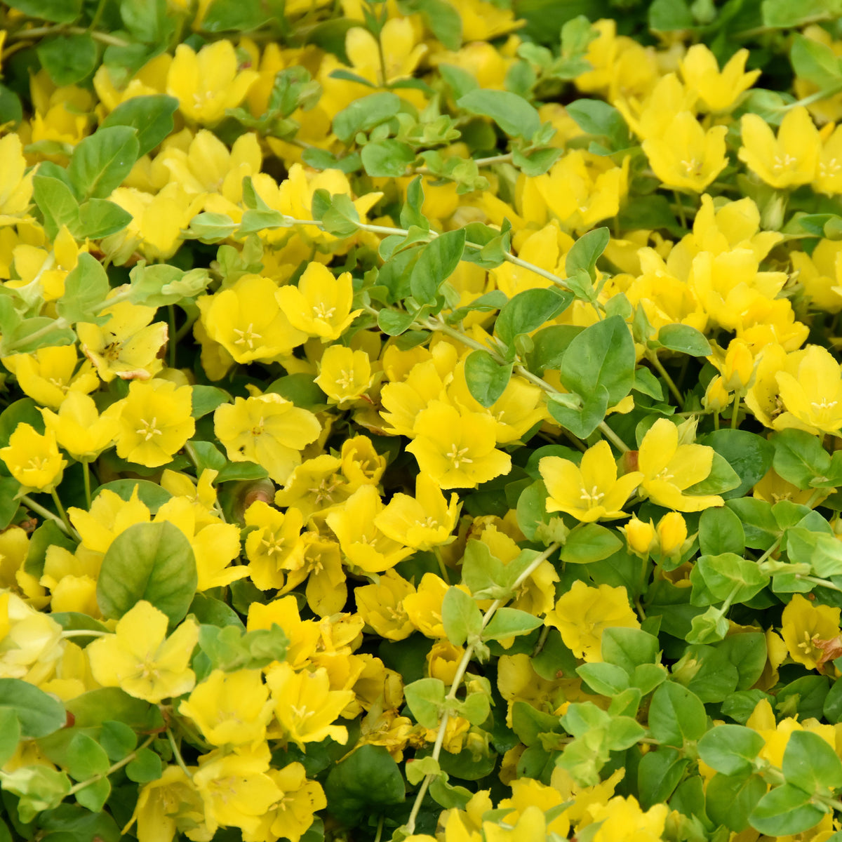 Pfennigkraut - Willemse