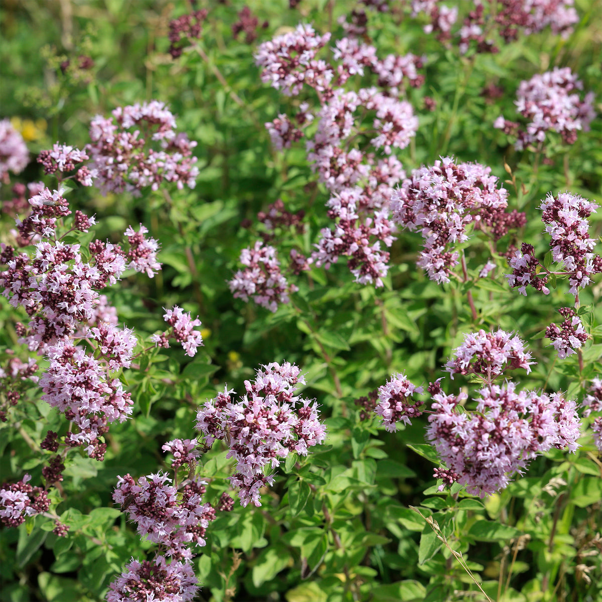 Echter Dost - Oregano - Willemse