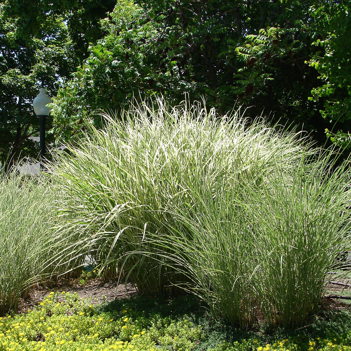 Chinagras Miscanthus 'Morning Light' - Willemse