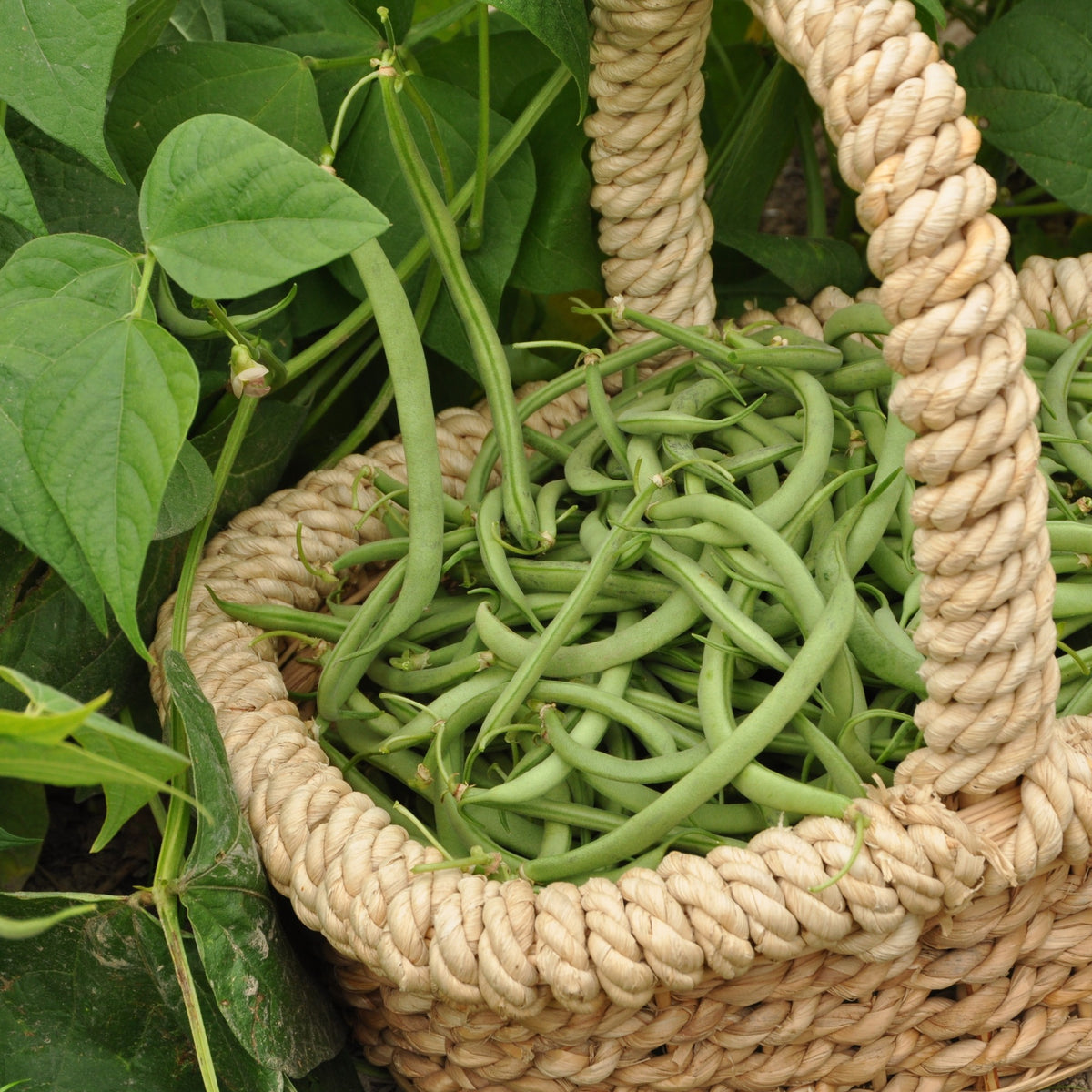 Phaseolus vulgaris Contender - Buschbohne Contender - Samen für Bohnen