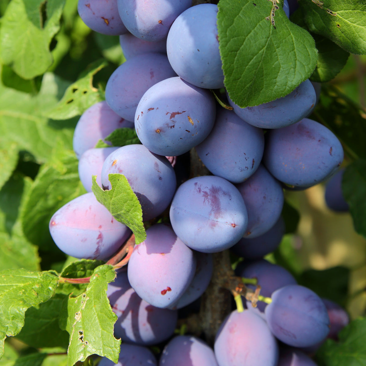 Mini-Pflaumenbaum Black Amber - Willemse