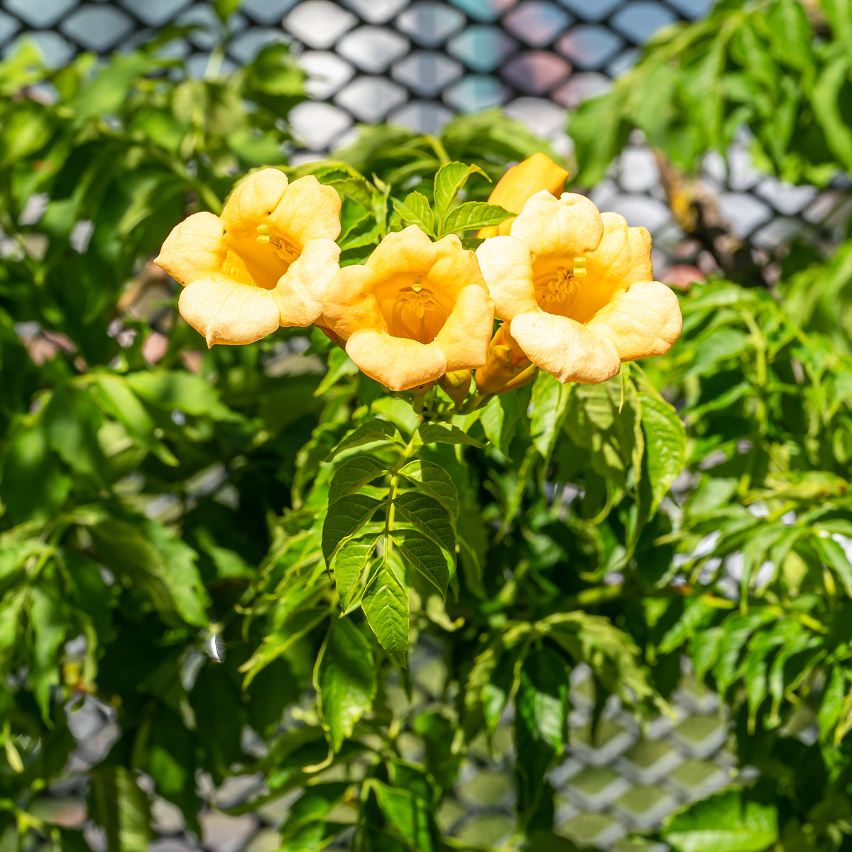Trompetenblume 'Gold Trumpet' - Campsis radicans Yellow Trumpet - Willemse