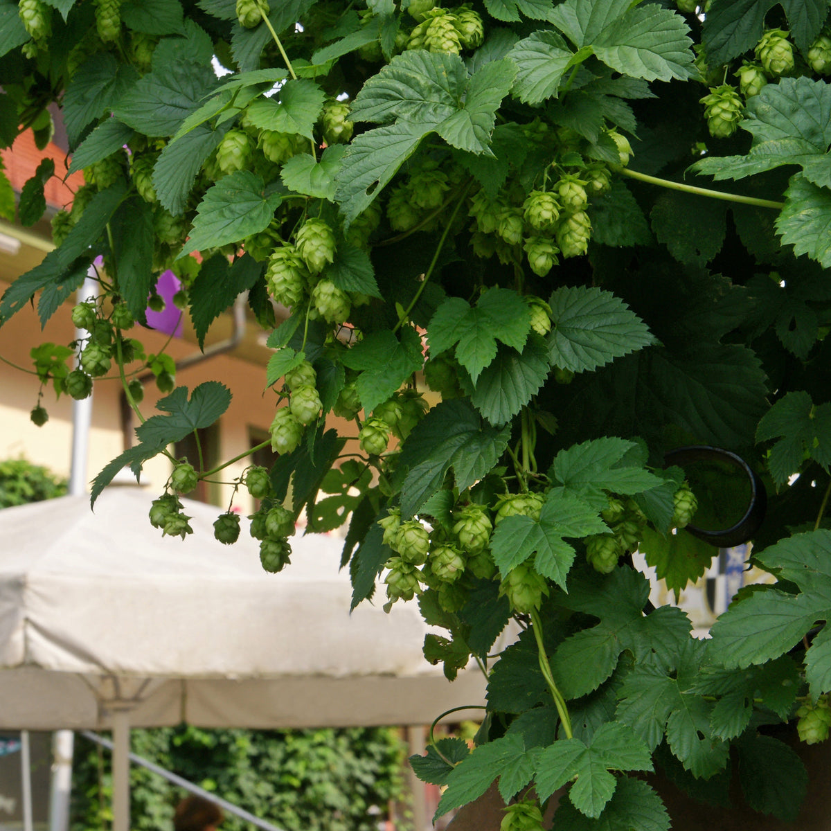 Hopfen 'Magnum' - Willemse