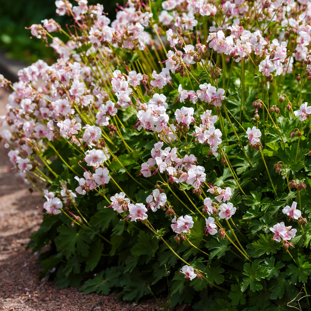 Verkauf Storchschnabel 'Biokovo' - Geranium cantabrigiense Biokovo