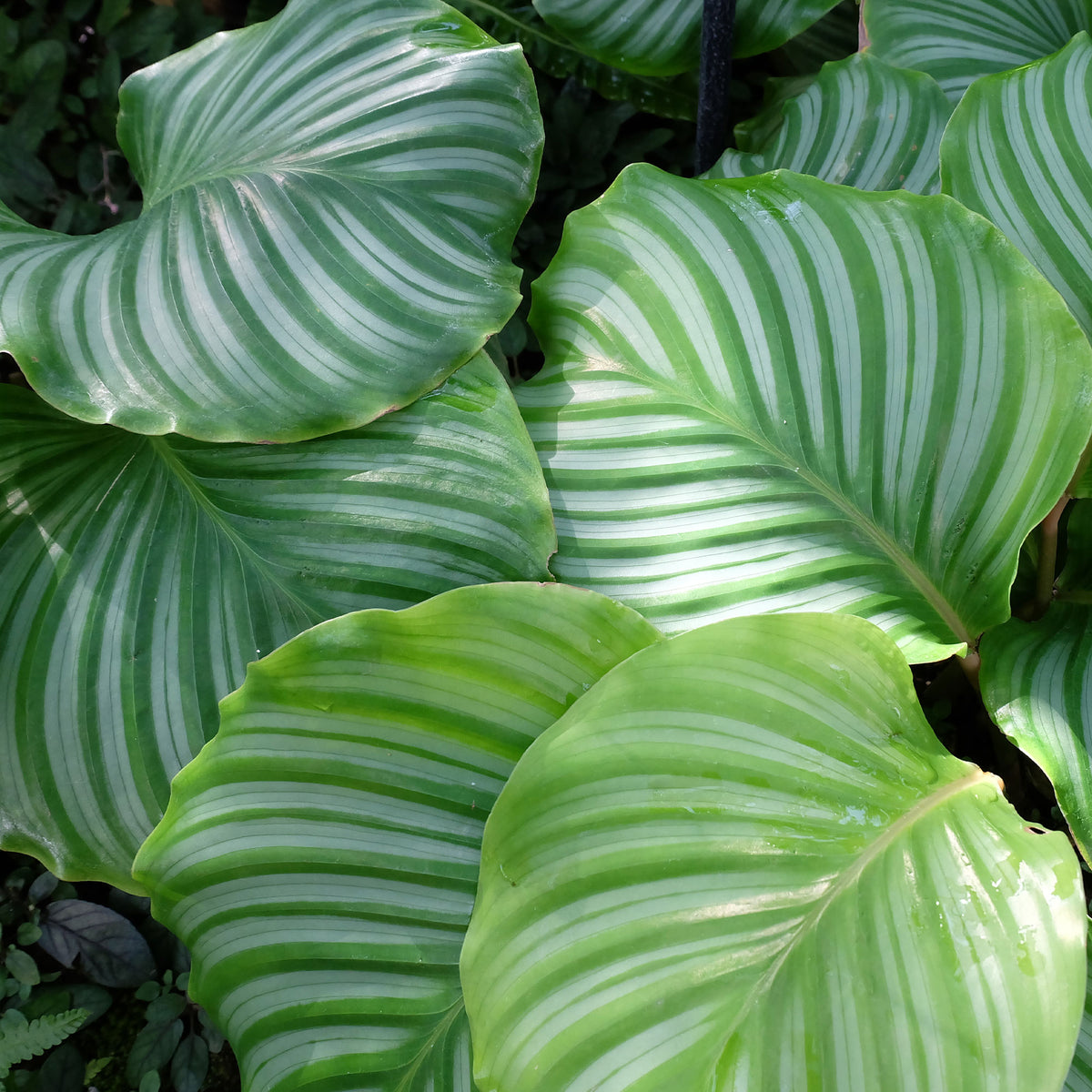 Calathea - Calathea orbifolia - Calathea orbifolia