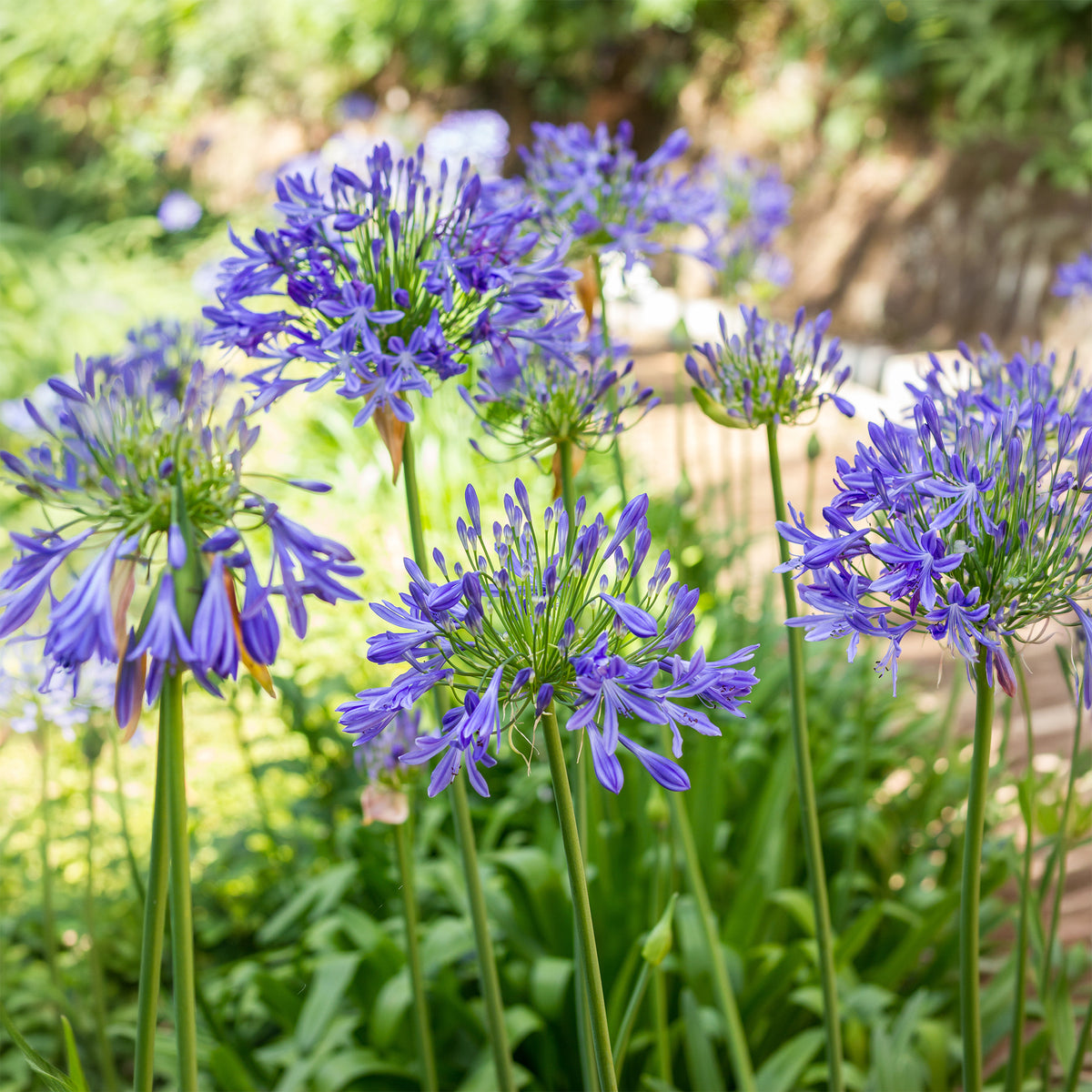 Blaue Schmucklilie (x3)