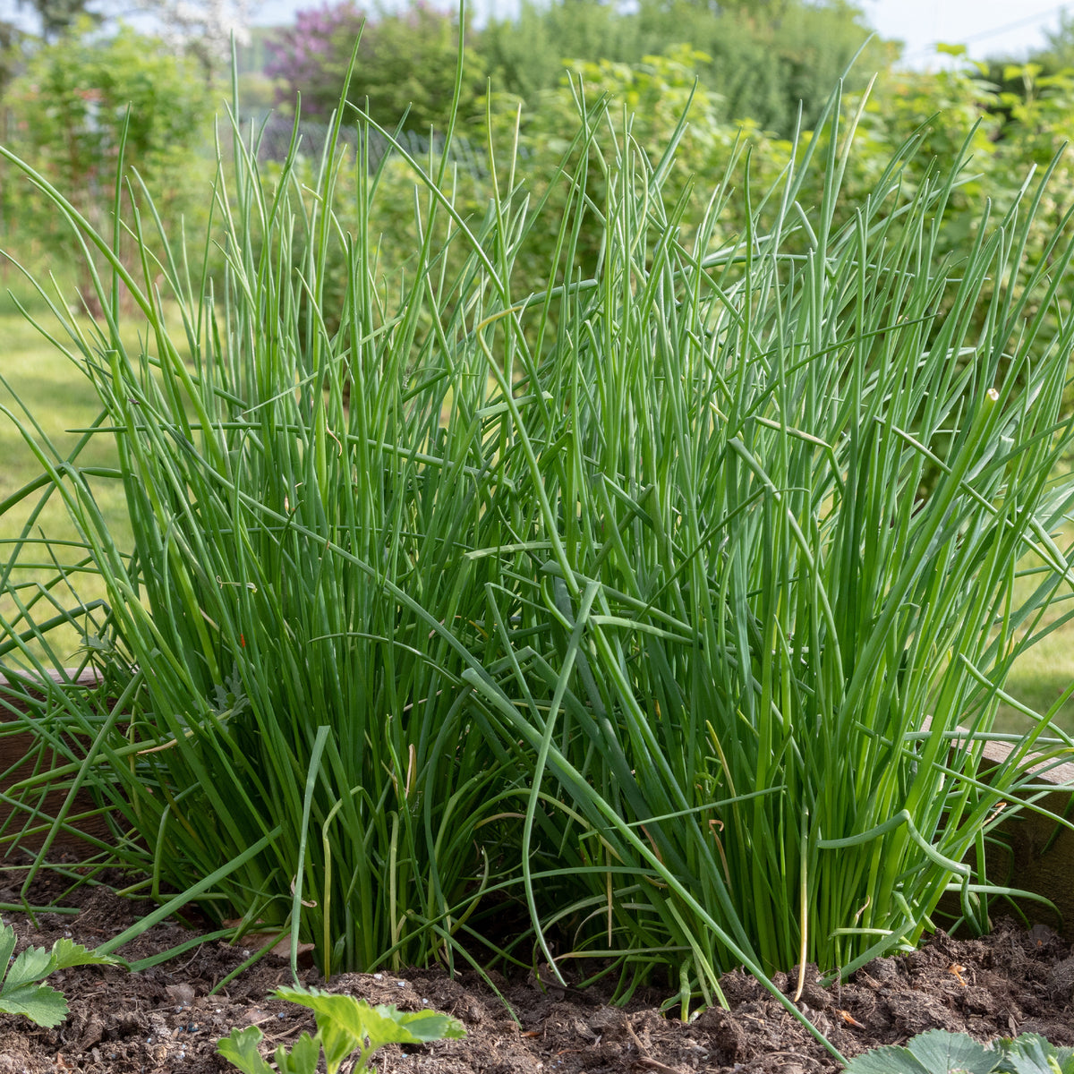 Schnittlauch - Allium schoenoprasum - Willemse