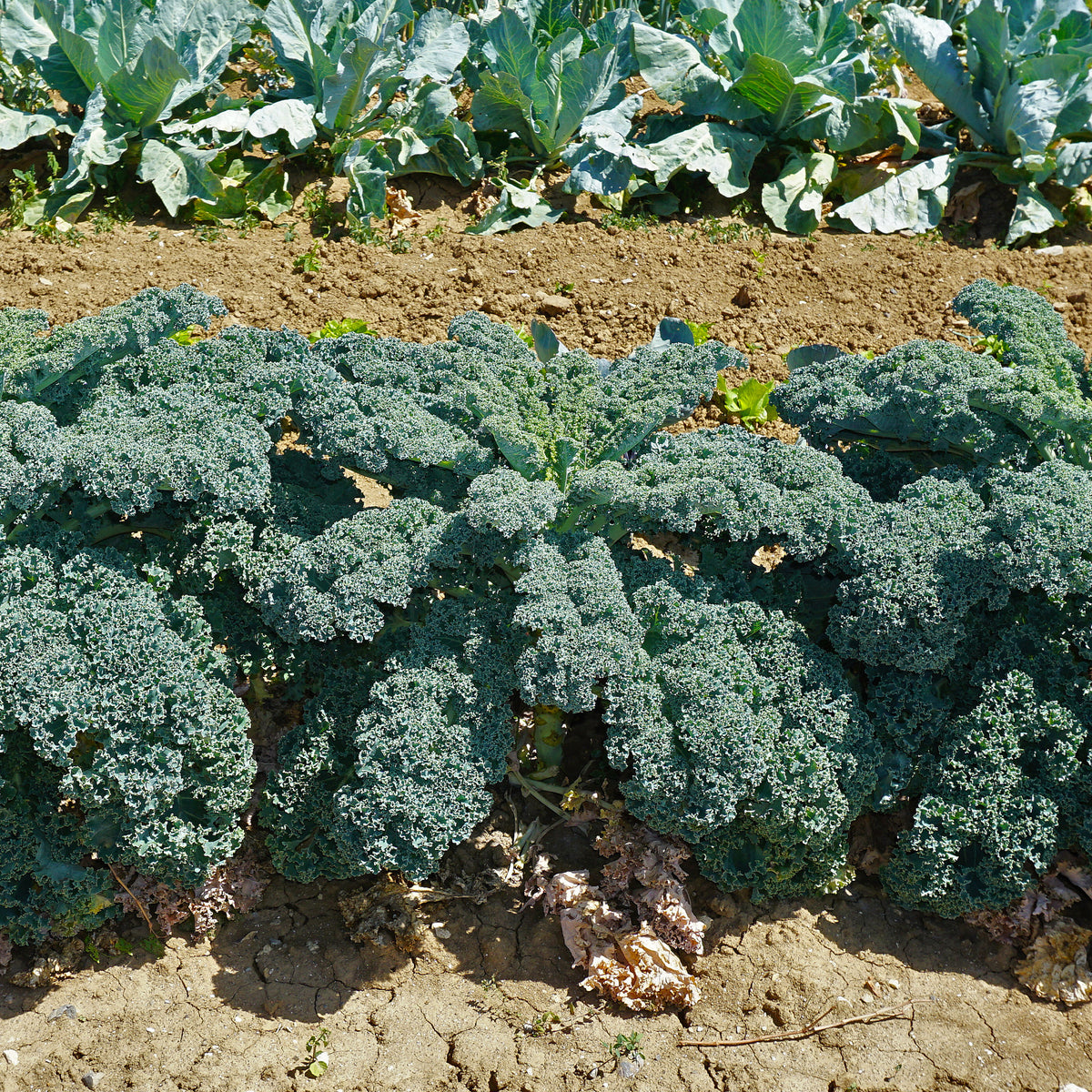 Wirsing ‚Westlandse Herbst‘ - Willemse