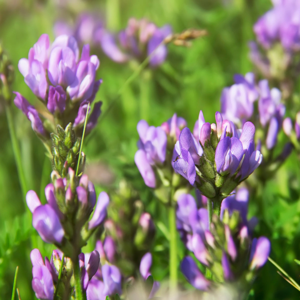 Sprossen - Alfalfa Medicago sativa - Medicago sativa