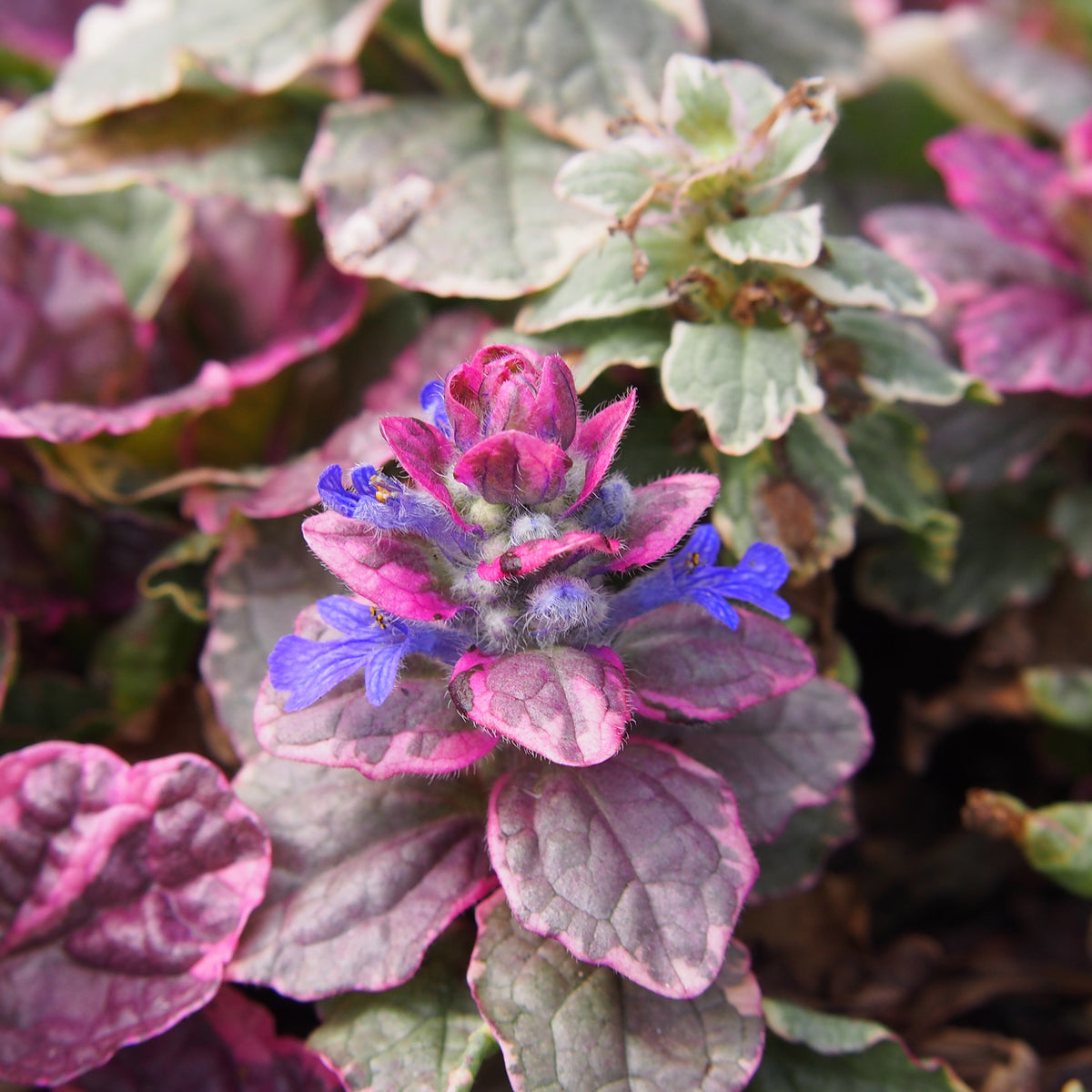 Mehrfarbiger Günsel Burgundy Glow - Ajuga reptans Burgundy Glow - Willemse