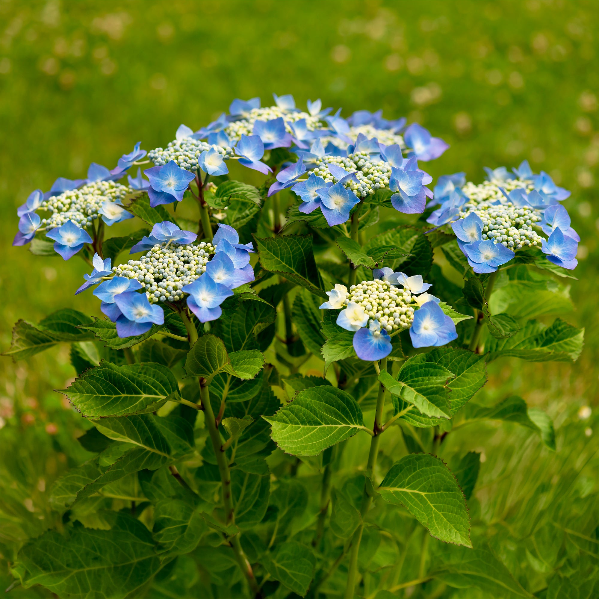 Tellerhortensie blau leicht pflegen im Halbschatten