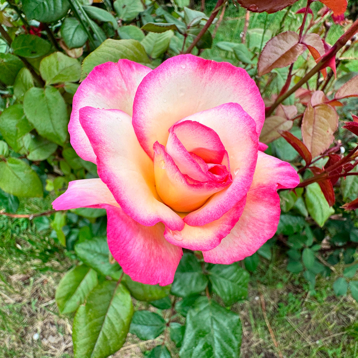 Kletterrose 'Haendel' - Willemse