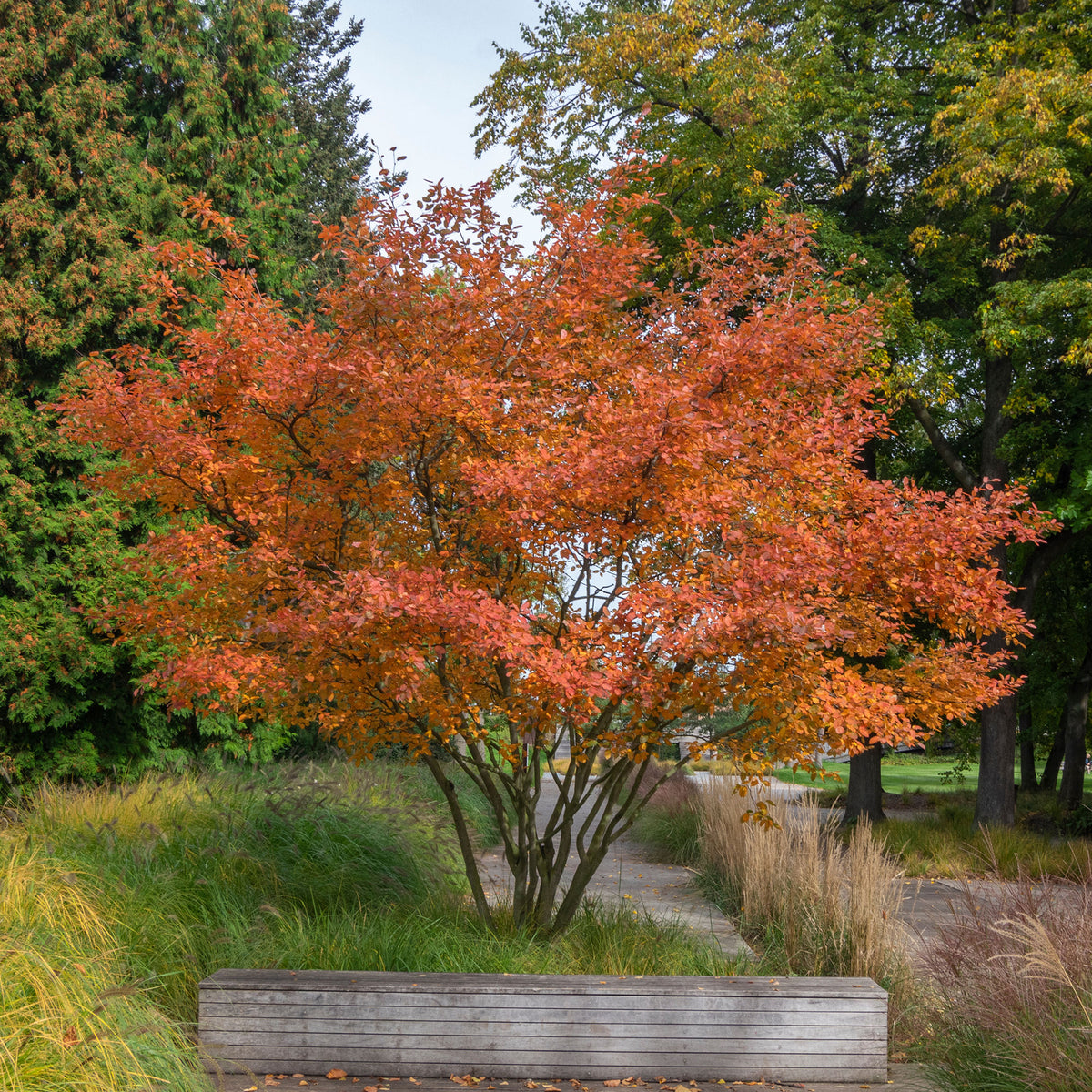 Blühende Sträucher - Kupfer-Felsenbirne - Amelanchier lamarckii