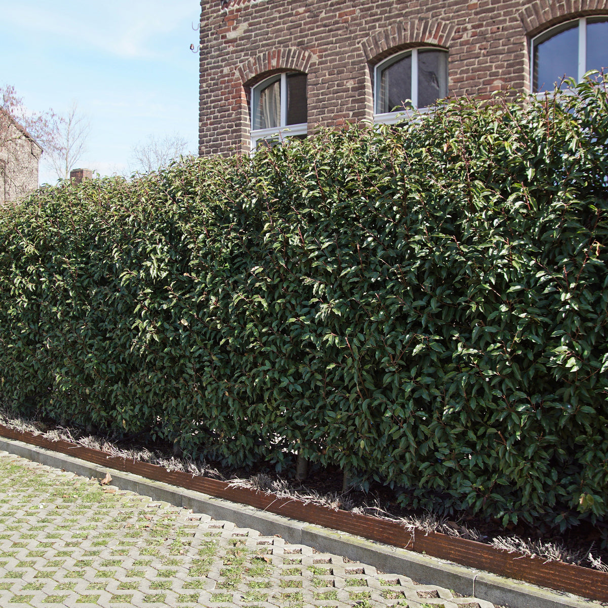 Portugiesischer Lorbeer (x3) - Willemse