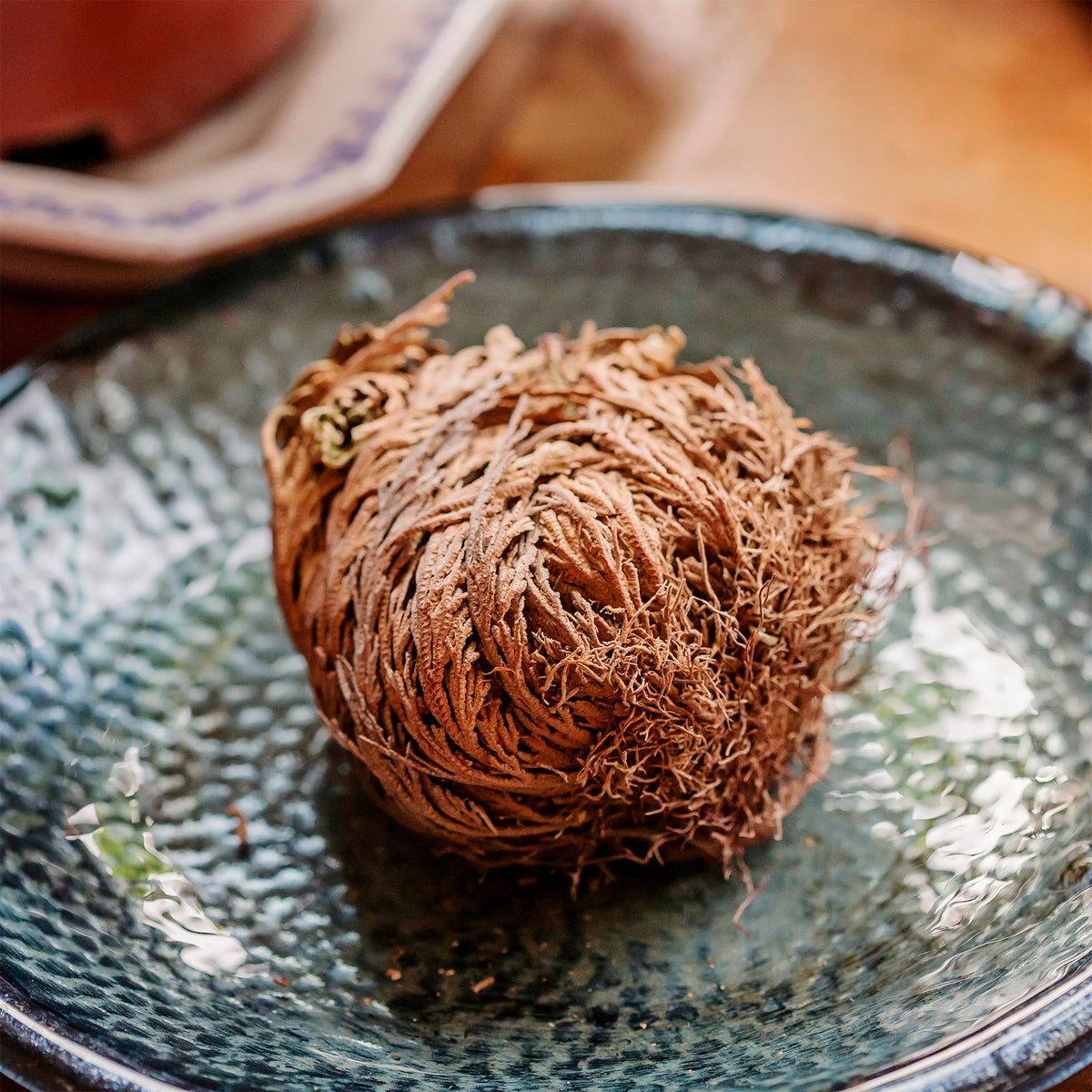 Grüne Zimmerpflanzen - Rose von Jericho - Selaginella lepidophylla