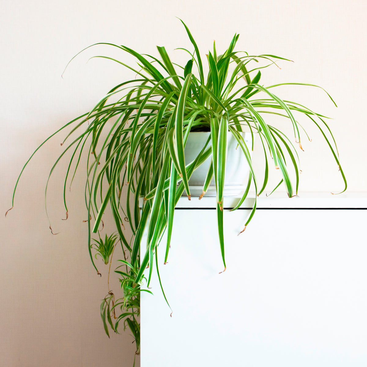 Grünlilie 'Vittatum' - Willemse