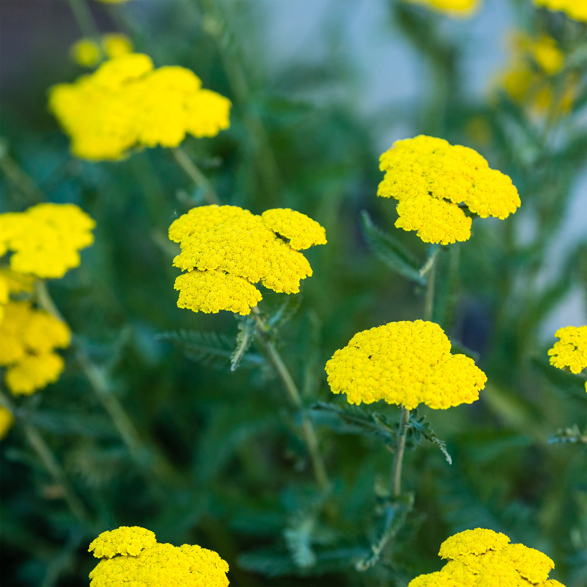 Dolden-Schafgarbe - Willemse