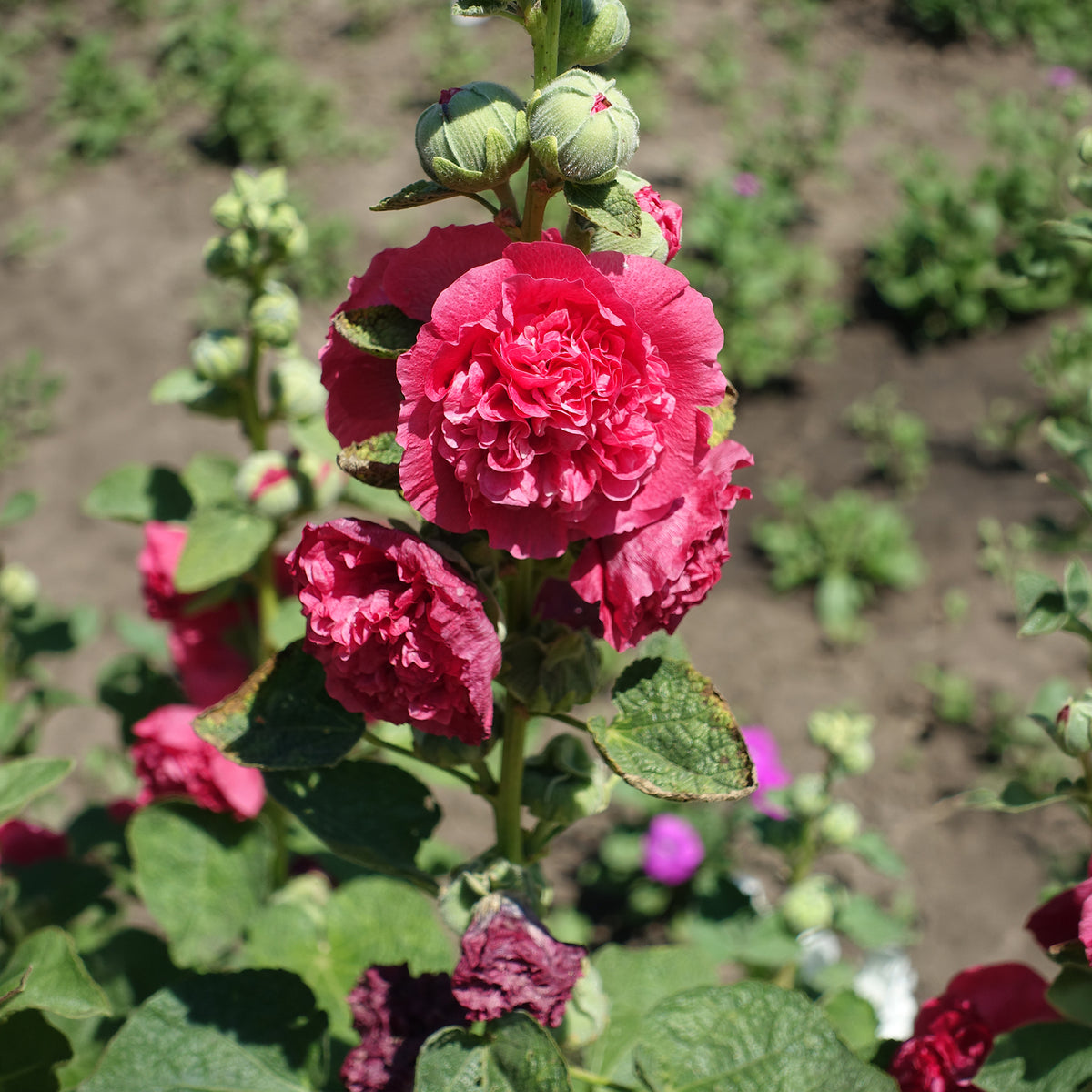 Stockrose Chater´s Double red