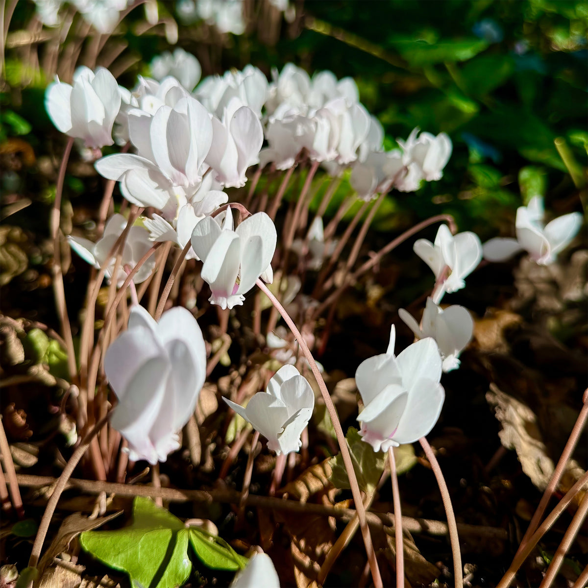 Herbst Alpenveilchen 'Album' - Cyclamen hederifolium Album - Willemse