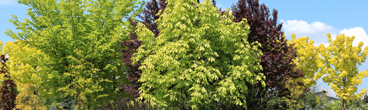 Bäume und Sträucher