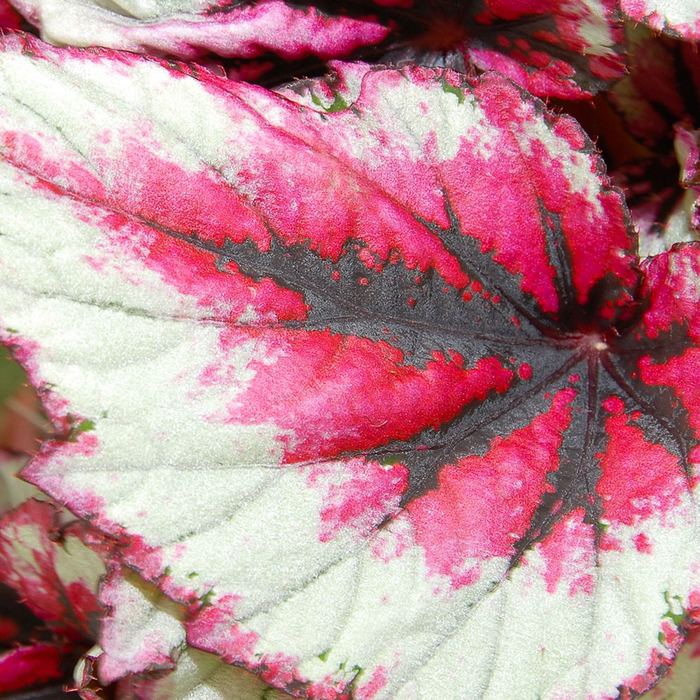 Blattbegonie 'Evening Glow' - Begonia beleaf evening glow